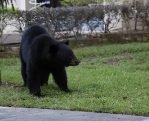 Adult Black Bear In A Neighborhood Near The Sidewalk