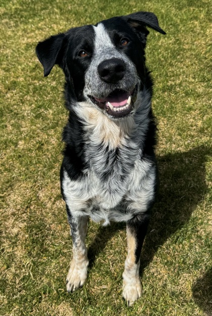 Black And White Herding Breed Dog Sitting On The Grass