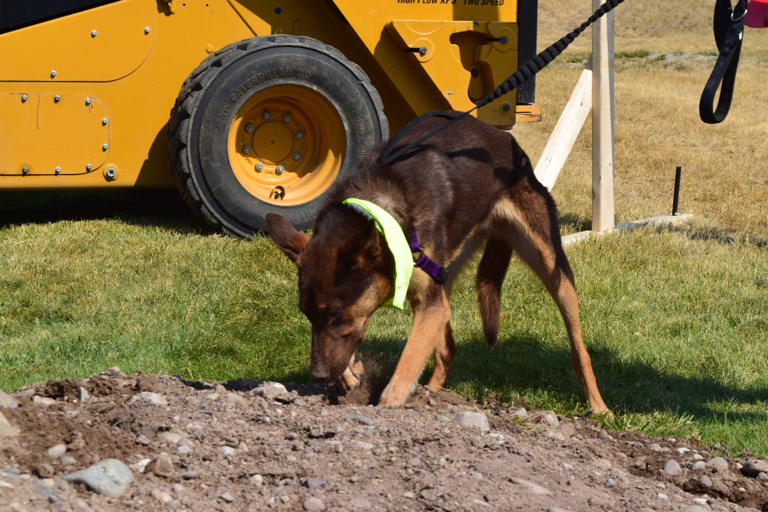 A brown dog named Luke, digging in the dirt at the shelter groundbreaking ceremony.