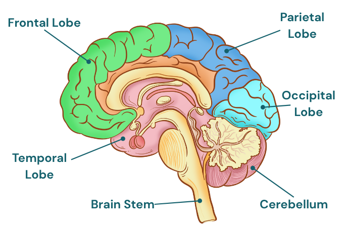 Diagram of brain pointing to the brain stem, temporal lobe, frontal lobe, parietal lobe, occipital lobe, and cerebellum