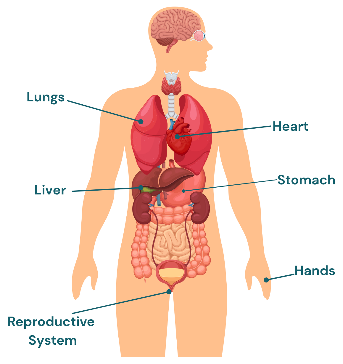 Diagram of body pointing out lungs, heart, reproductive system, liver, stomach, and hands