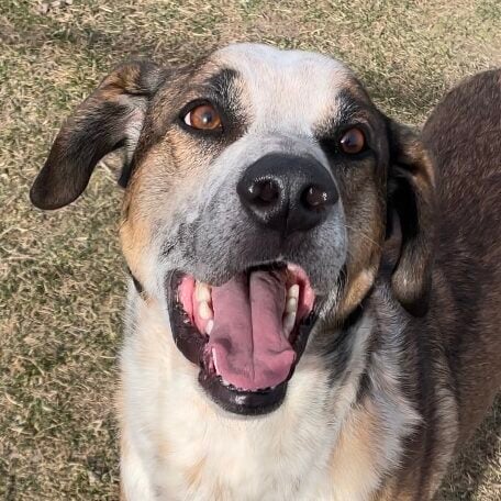 A brown hound dog looking at the camera and smiling.