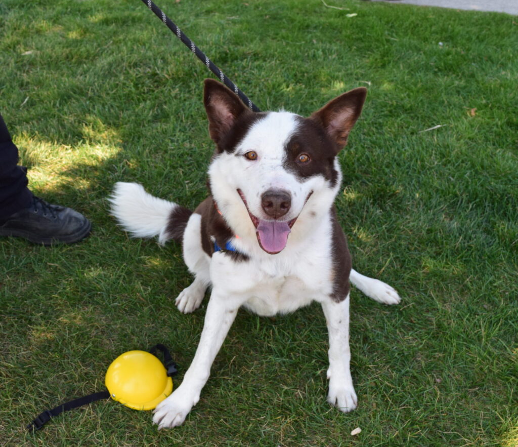 A brown and white dog named Quincy smiling at the camera.