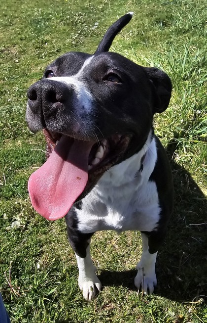 A black and white dog smiling at the camera with its tongue out.