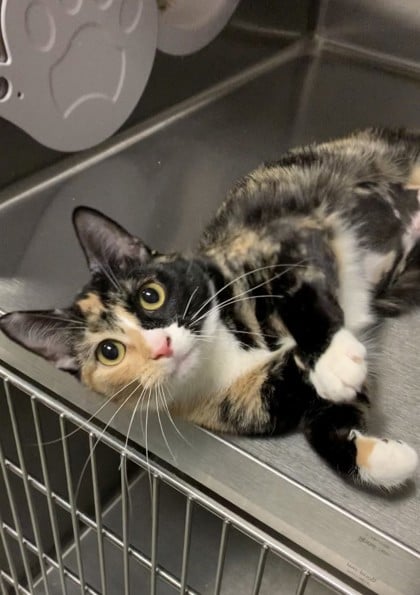 A calico cat looking at the camera.