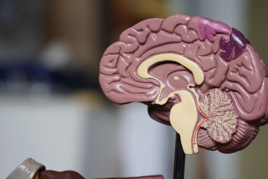 A brain model shows the anatomy of the brain