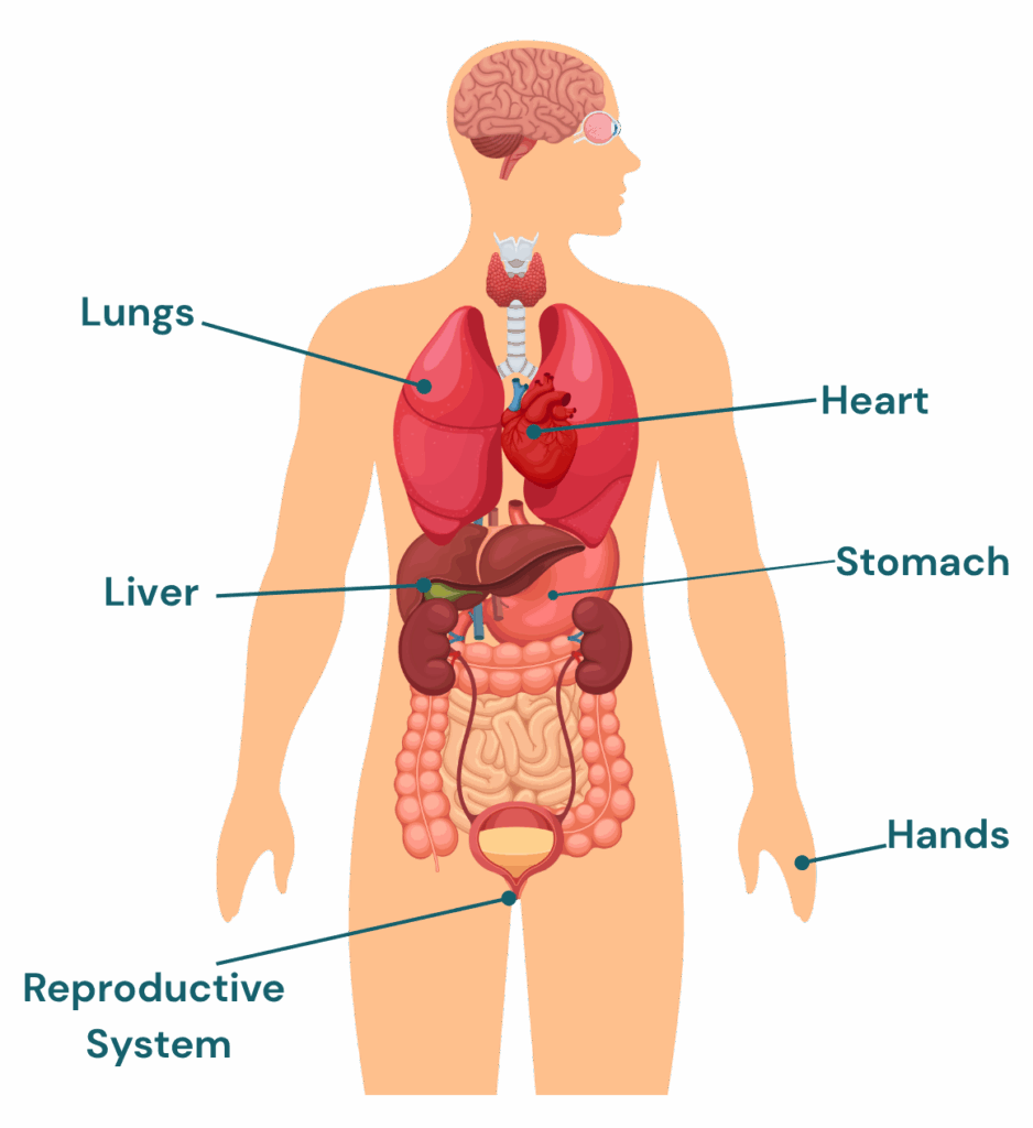 A diagram of human anatomy with labels pointing to the lungs, liver, heart, stomach, reproductive system, and hands.