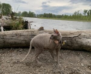 A picture of a cat
