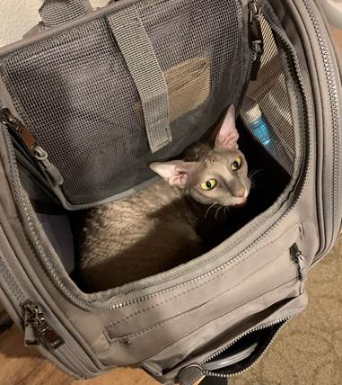A cat in a backpack.