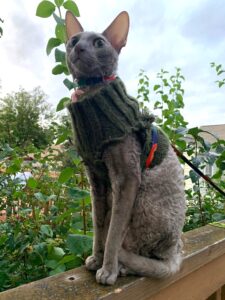 A cat.