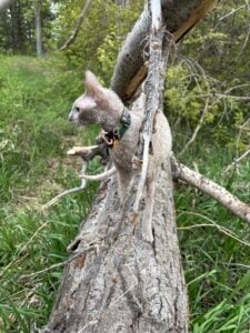 a cat