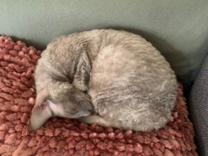 A cat