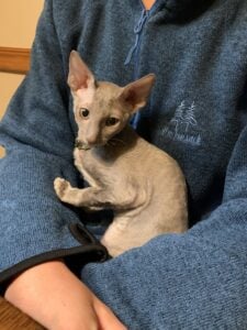 A cat