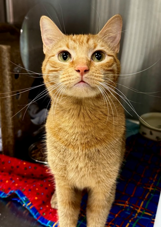 A cute adoptable cat named Charlie.